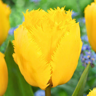 Tulpe - Crystal Star - Tulipa - Gelanz unter den Frühlingsblumen - 5 Blumenzwiebeln