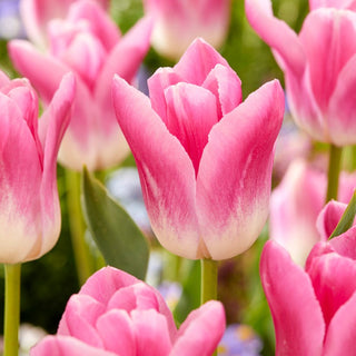 Tulpe - Royal Ten - Tulipa - Eleganz unter den Gefüllten Tulpen - 5 Blumenzwiebeln