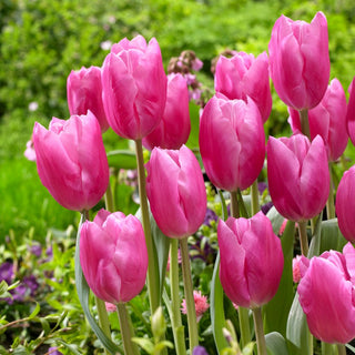 Tulpe - Jumbo Pink - Tulipa - Rosa Blüten mit zartem Duft - 5 Blumenzwiebeln