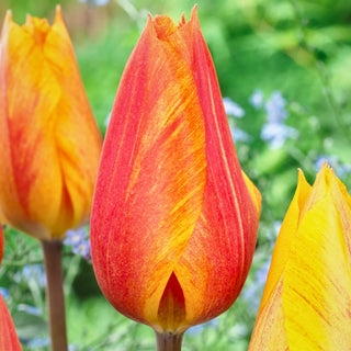 Tulpe - El Nino - Tulipa - Einzigartige Farbstreifen auf den Blütenblättern - 5 Blumenzwiebeln