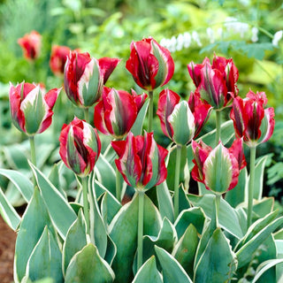 Tulpe - Esperanto - Tulipa - Bewährt, geschätzt und eindrucksvoll - 5 Blumenzwiebeln