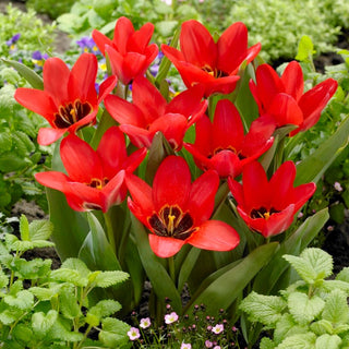 Tulpe - Job's Memory - Tulipa - Klassik im modernen Stil - 5 Blumenzwiebeln