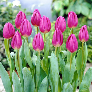 Tulpe - Purple Flag - Tulipa - Tiefer Farbton, Eleganter Kelch - 5 Blumenzwiebeln