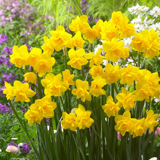 Narzisse - Golden Delicious - Narcissus - Besondere Blumen für Beete und Töpfe - 5 Blumenzwiebeln