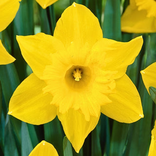 Narzisse - Osiris - Narcissus - Zitronenglanz im Frühlingsgarten - 5 Blumenzwiebeln