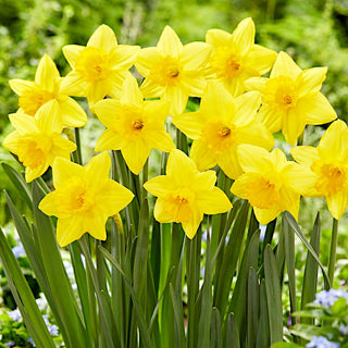 Narzisse - Pentewan - Narcissus - Intensiv gelber Frühlingsakzent - 5 Blumenzwiebeln