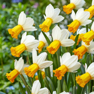 Narzisse - Winter Waltz - Narcissus - Einzigartiges Farbspiel des Frühlingsglanzes - 5 Blumenzwiebeln