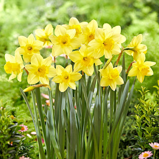 Narzisse - Barenwyn - Narcissus - Gelbe Narzisse mit großer gewellter Trompete - 5 Blumenzwiebeln