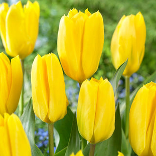 Tulpe - Candela - Tulipa - Blüht und erweckt den Garten zum Leben - 5 Blumenzwiebeln