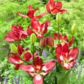 Gefüllte Lilie - Double Sensation - Lilium - Duftende Blumen im Sommergarten