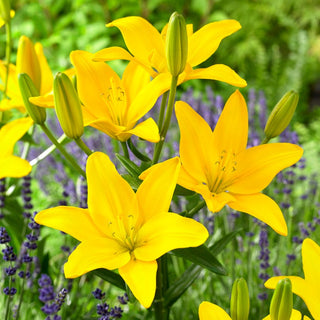 Lilien - Easy Sun - Lilium - Gelb Zitroniger Akzent im Garten