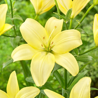 Lilien - Easy Vanilla - Lilium - Zarter vanillefarbener Blütenton