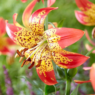 Lilien - Fusion - Lilium - Hält lange Frische in der Vase