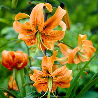 Lilien - Henryi - Lilium - Zarter, angenehmer Blütenduft