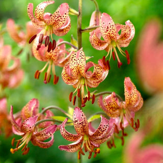 Türkenbundlilie - Manitoba Morning - Lilium - Rosa gefleckte Blütenblätter