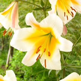 Baum-Lilie - Miss Peculiar - Lilium - Helle Blüten erhellen jeden Garten