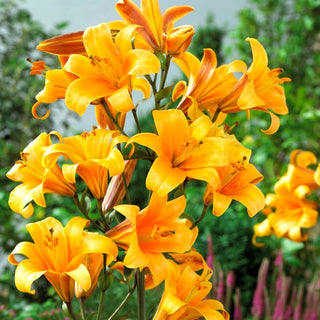 Trompeten-Lilien - Orange Planet - Lilium - Blüten wie Sonnenstrahlen