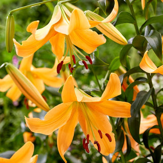 Baum-Lilie - Orange Space - Lilium - Große Blüten ziehen Blicke auf sich