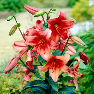 Lilien - Pearl Loraine - Lilium - Auffälliges Element sommerlicher Arrangements