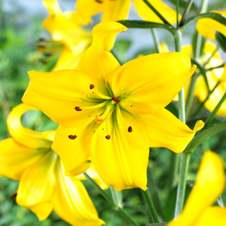 Lilien - Pearl Melanie - Lilium - Intensiv Gelb, Voller Eleganz