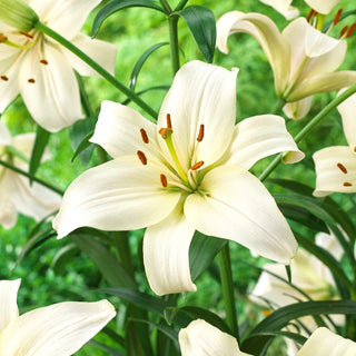 Lilien - Pearl White - Lilium - Reich blühend den ganzen Sommer über