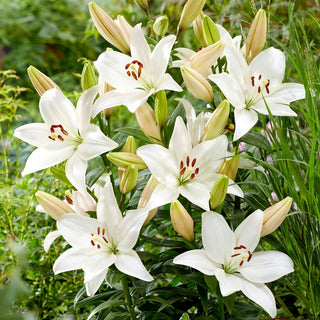 Lilien - Snowdon - Lilium - Lange frisch in Schnittsträußen