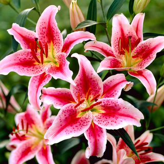 Orientalische Lilie - Star Gazer - Lilium - Intensiver Duft im Sommergarten