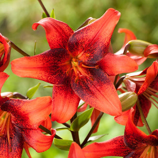 Tiger-Lilie - Strawberry Event - Lilium - Klassischer Akzent für jeden Garten