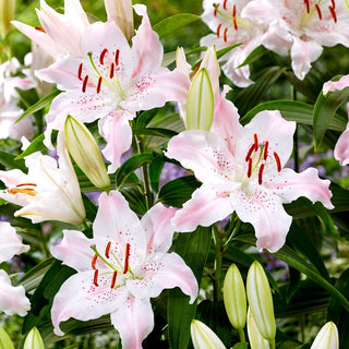 Orientalische Lilie - Virtuoso - Lilium - Orientalische Sorte mit schönem Duft