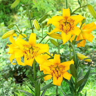 Tiger-Lilie - Yellow Bruse - Lilium - Auffälliger Akzent im Sommerbeet