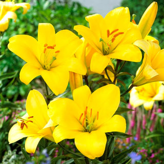 Trompeten-Lilien - Yellow Planet - Lilium - Saftgelb im Sommergarten