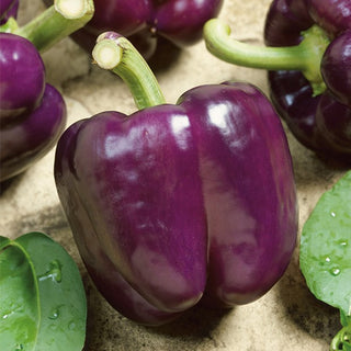 Sweet Pepper Loran - Unusual Colour, Exceptional Taste - Premium Seeds