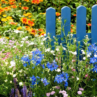 Flowers for Years - dauerhafte Blumenwiese - Dauerhafte bunte Wiese, umweltfreundlich - XXL-Packung - 1 kg