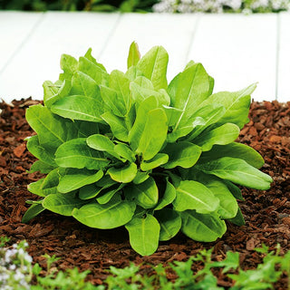 Garten Sauerampfer - Angenehm Säuerlicher Geschmack, Mehrjährig, Robust - 100 g