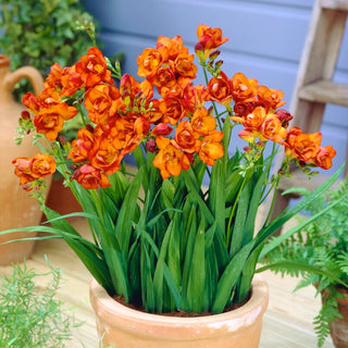 Freesie Gefüllt - Orange - Freesia - Warme Sonnige Farbe - 10 Blumenzwiebeln