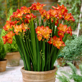 Freesie Einfach - Orange - Freesia - Blumen für Vase und Sträuße - 10 Blumenzwiebeln