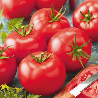 Tomate Belladona F1 - Profi-Qualität, früh und wunderschön geformt