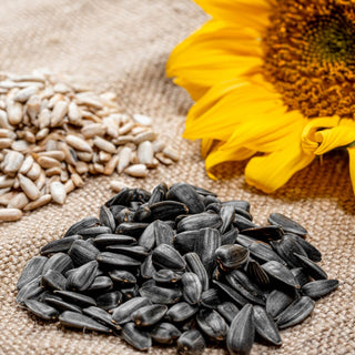 Schwarze Sonnenblumenkerne - Sauber und nahrhaft, ein Festmahl für Vögel - Helianthus annuus - Mega-Packung - 1 kg
