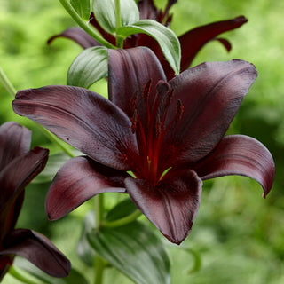 Trompeten-Lilien - Nightrider - Lilium - Bordeauxfarbener Akzent im Sommerbeet