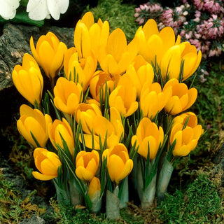 Großblumiger Krokus - Gelb - Crocus - Kräftiges sonniges Gelb - 10 Blumenzwiebeln