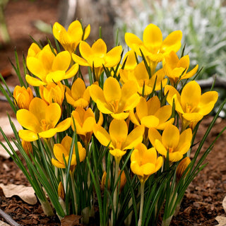Krokus - Dorothy - Crocus - Goldener Teppich, Fröhlicher Akzent - 10 Blumenzwiebeln