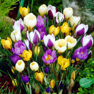Botanischer Krokus - Mix - Crocus - Überraschung mit intensiver Farbenpracht - 10 Blumenzwiebeln