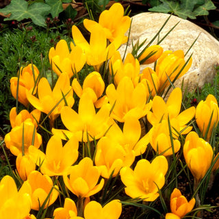 Krokus - Gelb - Crocus - Intensives Sonnengelb voller Leuchtkraft - 10 Blumenzwiebeln