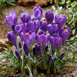 Krokus - Blue Ocean - Crocus - Ideal für Rasenpflanzungen - 10 Blumenzwiebeln