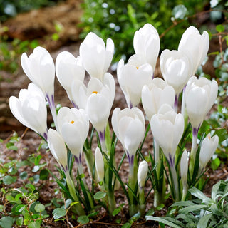 Krokus - Ice Queen - Crocus - Schneeweiße Blüten, einzigartige Färbung - 10 Blumenzwiebeln