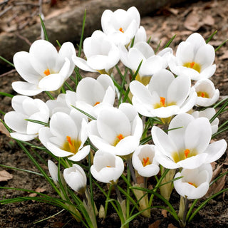 Krokus - Weiß - Crocus - Früher Frühlingsbote - 10 Blumenzwiebeln