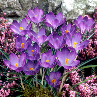 Krokus - Violett - Crocus - Kräftige Farbe, Frühlingsbote - 10 Blumenzwiebeln
