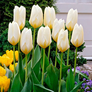 Tulpe - Purissima - Tulipa - Wunderschön, um den Garten im Frühling aufzuhellen - 5 Blumenzwiebeln