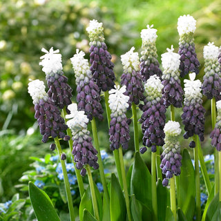 Traubenhyazinthe - Grape Ice - Muscari - Zweifarbige Blüten mit Ombre-Effekt - 3 Blumenzwiebeln