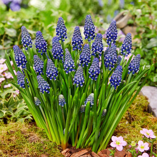 Traubenhyazinthe - Night Eyes - Muscari - Kontrastreiche Gartenarrangements - 10 Blumenzwiebeln